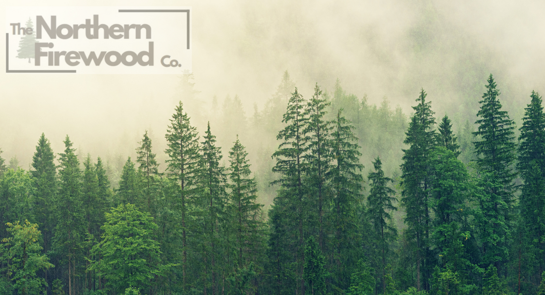 Softwood vs. Hardwood: The Ultimate Showdown