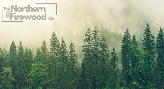 Softwood vs. Hardwood: The Ultimate Showdown
