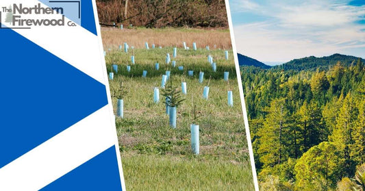 Scotland's Woodland Renaissance: A Decade of Growth and Change