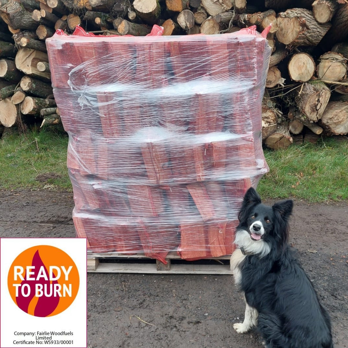 Ready to Burn Softwood (Larch) 60 Nets